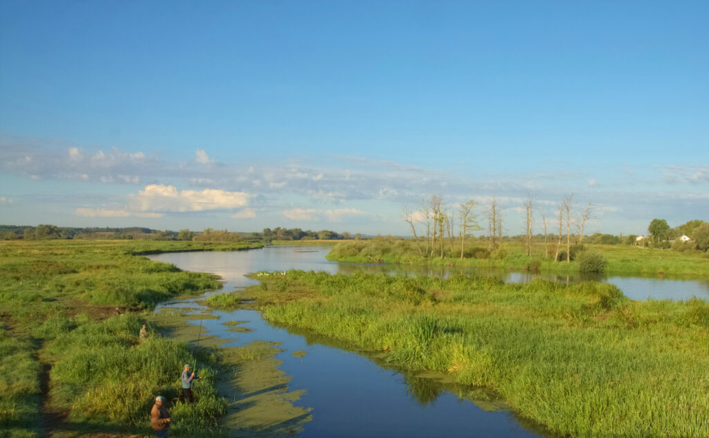 Photo illustrating freshwater wetland